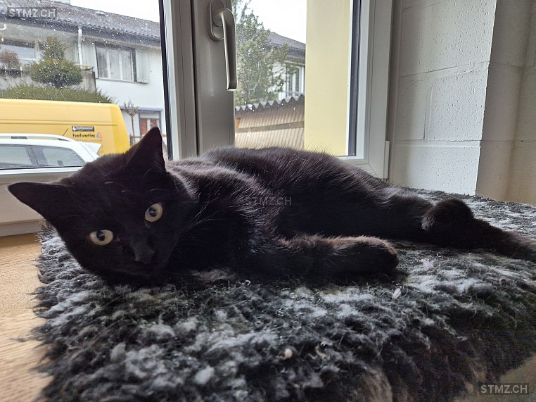 Kato — Hauskatze ♂, Vermisst seit 20.07.2025, Bätterkinden (BE)