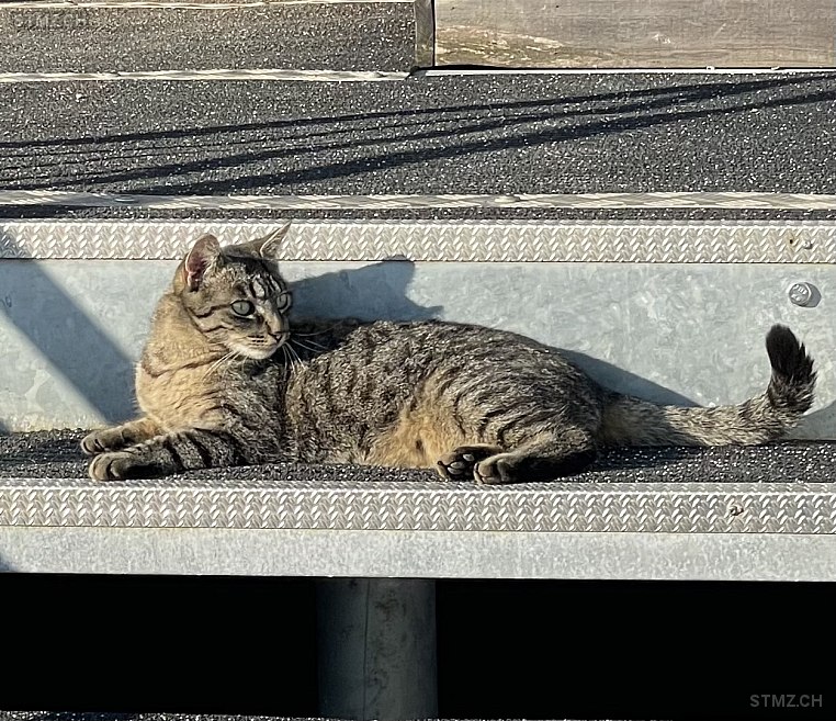 Cali — Hauskatze ♀, Vermisst seit 26.06.2025, Anières (GE)