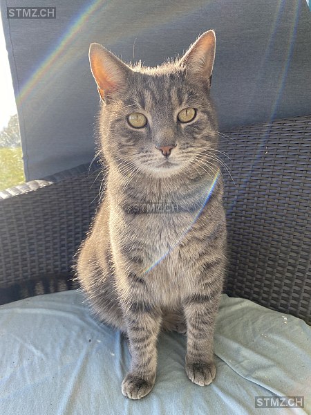 Neo — Hauskatze ♂, Vermisst seit 21.07.2025, Hildisrieden (LU)