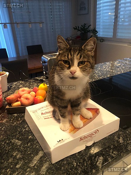 Mathilda — Hauskatze ♀, Vermisst seit 16.07.2025, Utzenstorf (BE)