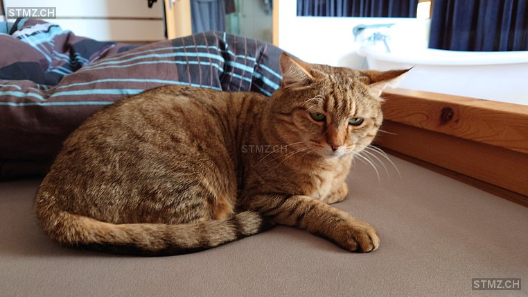 Würms — Hauskatze ♂, Vermisst seit 03.07.2025, Fahrni bei Thun (BE)