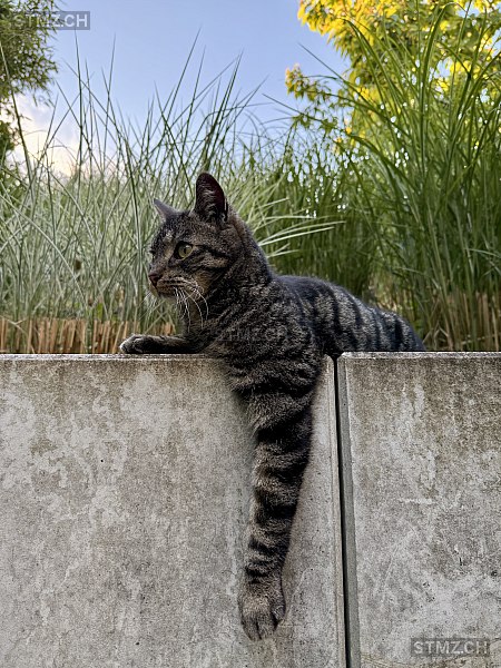 Mogli — Hauskatze ♂, Vermisst seit 18.07.2025, Selzach (SO)