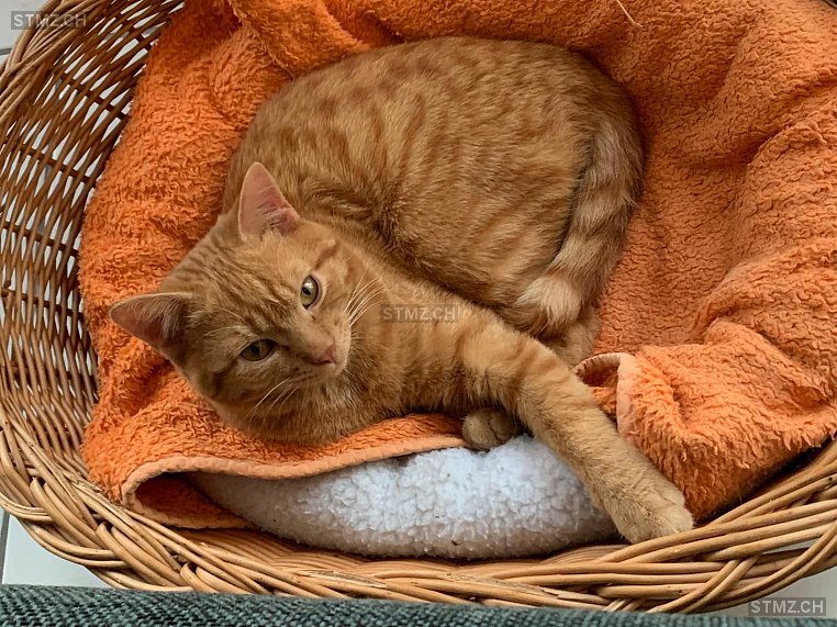 Romeo — Hauskatze ♂, Vermisst seit 15.07.2025, Arnegg (SG)