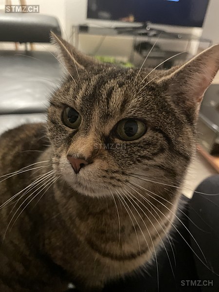 Tequila — Hauskatze ♀, Vermisst seit 20.06.2025, Birmenstorf AG (AG)