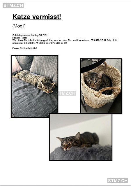 Mogli — Hauskatze ♂, Vermisst seit 18.07.2025, Kappelen (BE)