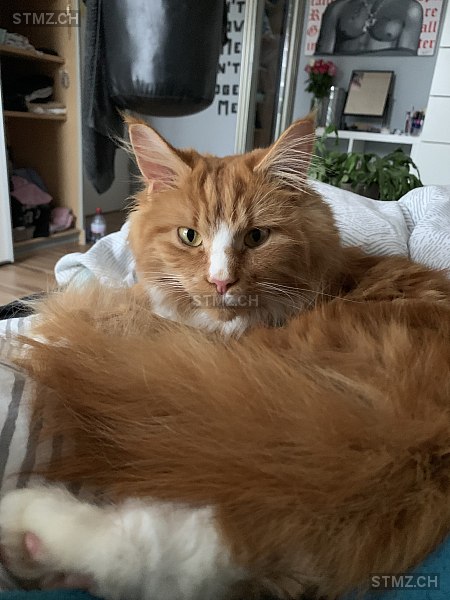 Chili — Maine Coon ♂, Vermisst seit 18.06.2025, Fislisbach (AG)