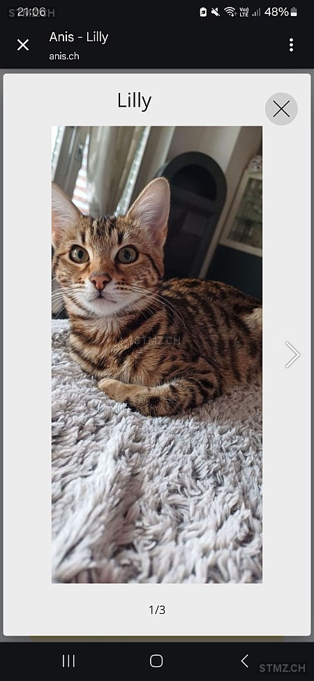 Lilly — Bengalen ♀, Vermisst seit 21.07.2025, Hochdorf (LU)