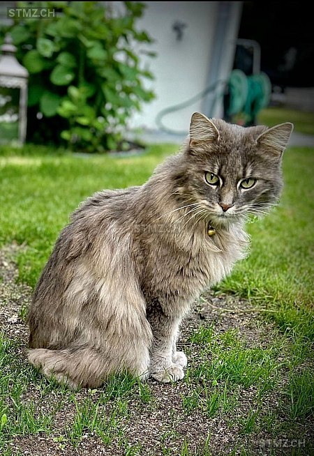 Lino — Perser ♂, Vermisst seit 19.07.2025, Bolken (SO)