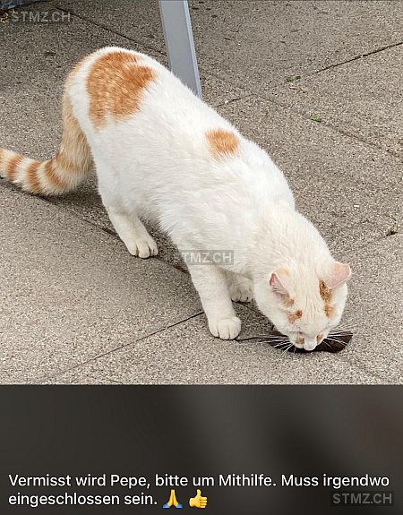 Pepe — Hauskatze ♂, Vermisst seit 22.07.2025, Inkwil (BE)