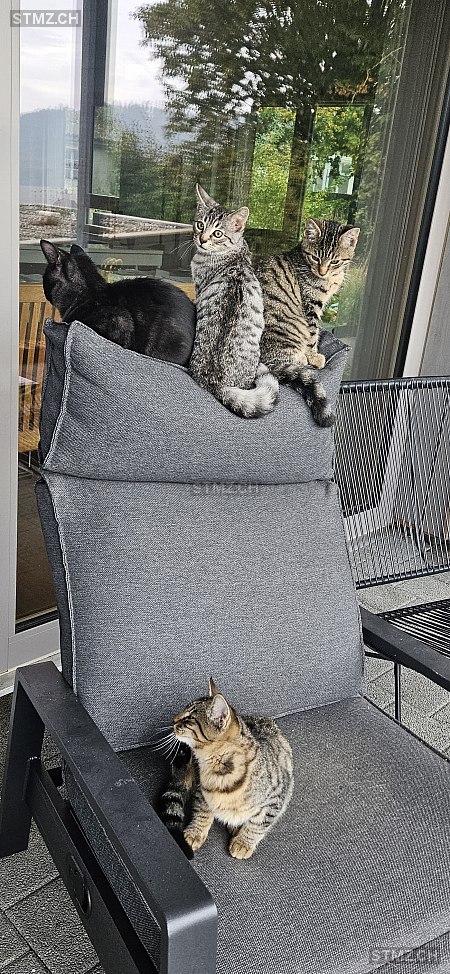 Vermisste Katzen #377367 — Hauskatze ♀, Vermisst seit ?, Vinelz (BE)