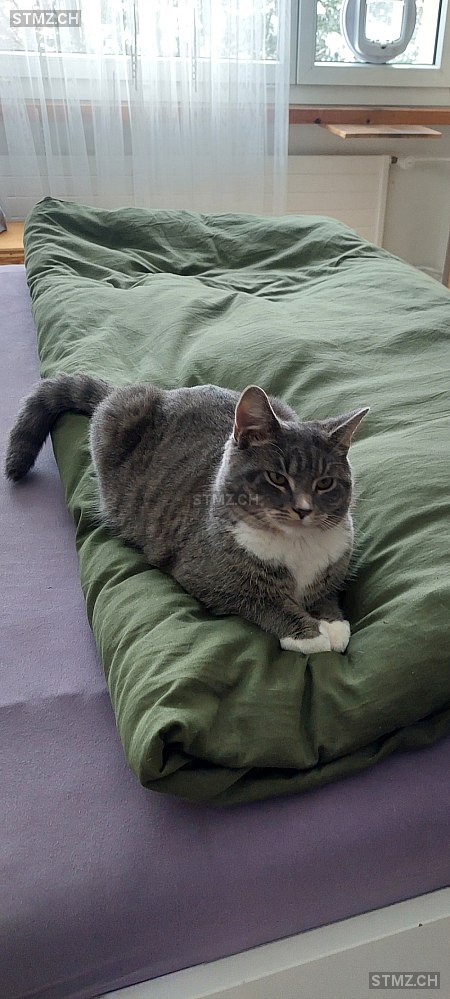 Naveen — Hauskatze ♂, Vermisst seit 21.07.2025, Wittenbach (SG)