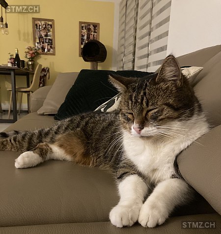 Sam — Hauskatze ♂, Vermisst seit 19.07.2025, Emmenbrücke (LU)