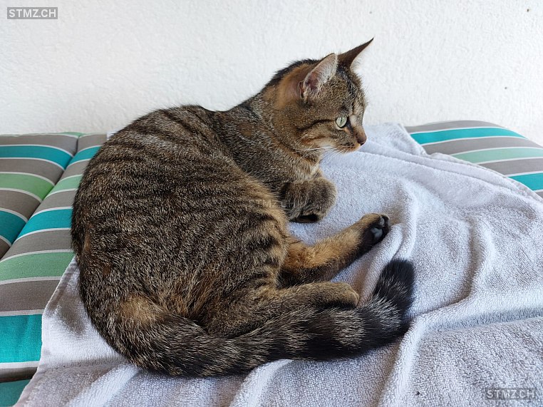 Nio — Hauskatze ♂, Vermisst seit 22.07.2025, Grüningen (ZH)