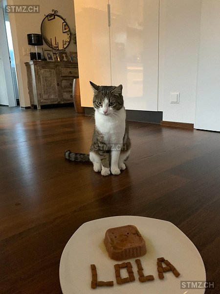 Vermisste Katzen #377466 — Hauskatze ♀, Vermisst seit ?, Alberswil (LU)