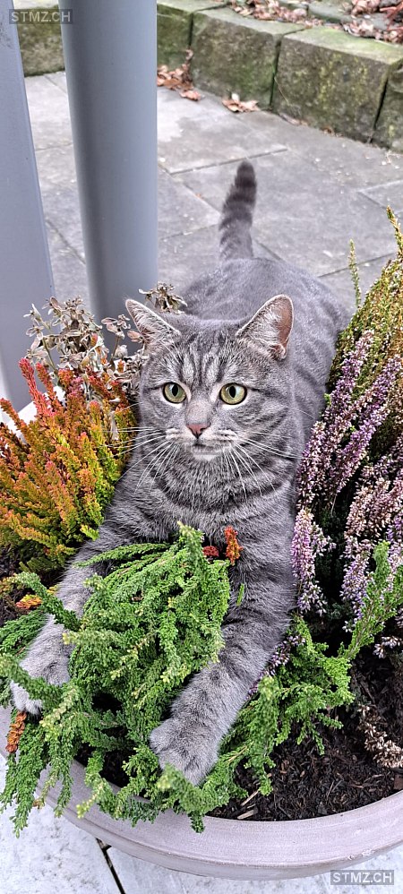 Molly — British Kurzhaar ♀, Vermisst seit 24.07.2025, Märwil (TG)