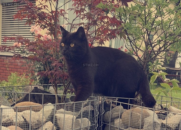 Tiger — Katze ♂, Vermisst seit 06.07.2025, Rupperswil (AG)