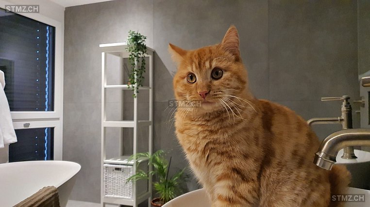 Mango — Hauskatze ♂, Vermisst seit 19.07.2025, Reutigen (BE)