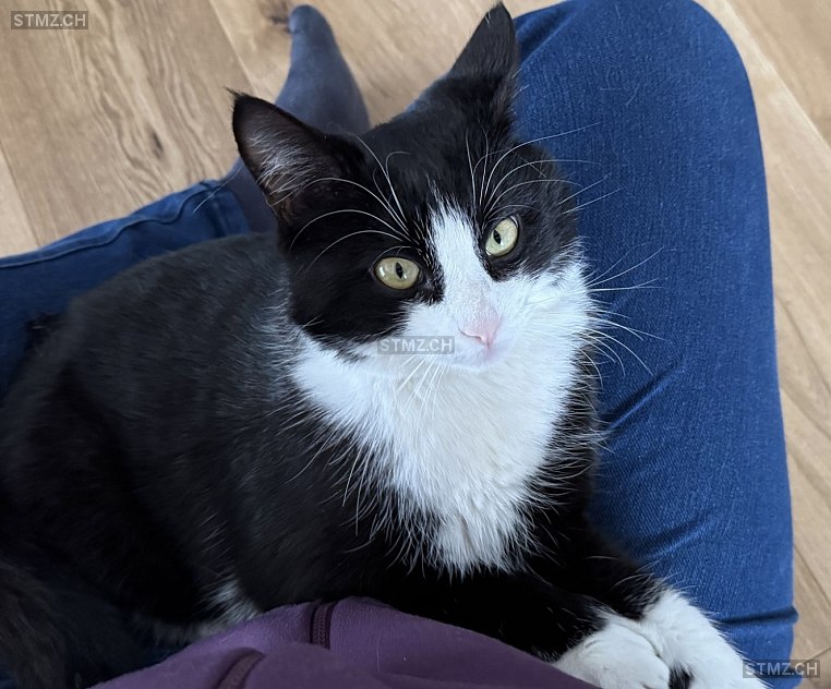 Luna — Hauskatze ♀, Vermisst seit 24.07.2025, Kleinandelfingen (ZH)