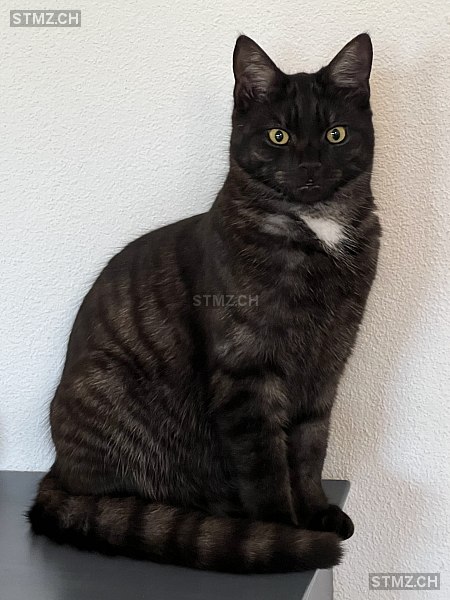 Oskar — Hauskatze ♂, Vermisst seit 25.07.2025, Bremgarten AG (AG)