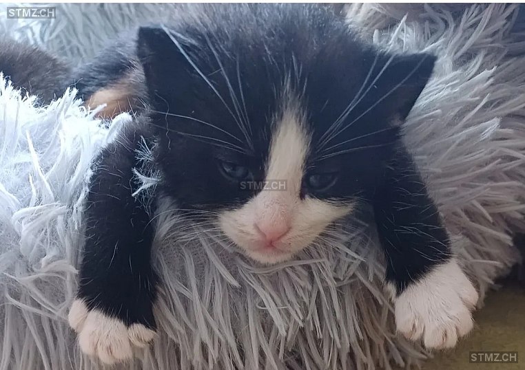 Namenlos — Hauskatze , Vermisst seit 15.07.2025, Ossingen (ZH)