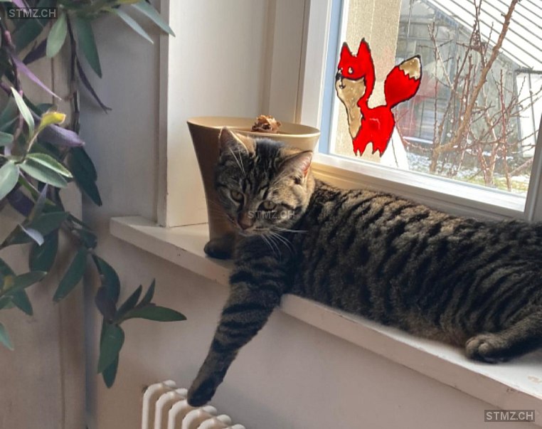 Morgan, Migeli Michi — Hauskatze ♂, Vermisst seit 23.07.2025, Ossingen (ZH)