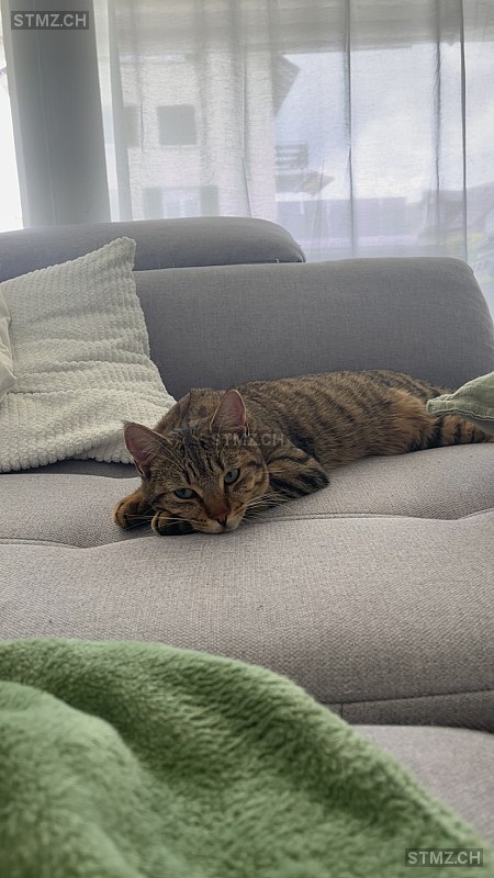 Mathilda — Hauskatze ♀, Vermisst seit 25.07.2025, Buchs AG (AG)