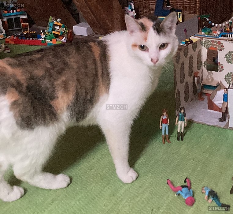 Tara — Hauskatze ♀, Vermisst seit 01.07.2025, Uster (ZH)