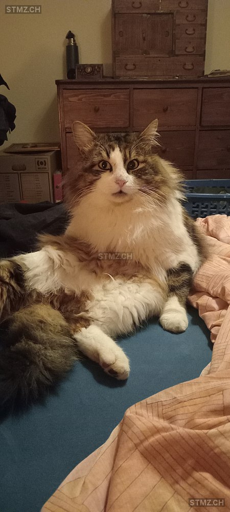 Bombe — Hauskatze ♂, Vermisst seit 22.07.2025, Niederbipp (BE)