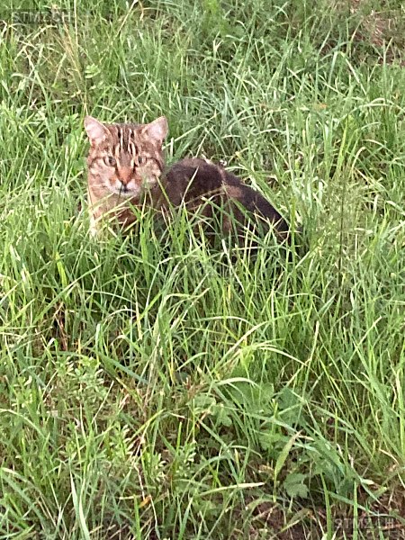 Fluffy — Hauskatze ♀, Vermisst seit 07.06.2025, Wiedlisbach (BE)