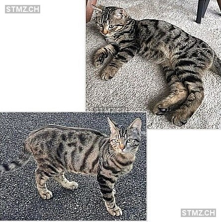 Matsou — Hauskatze ♂, Vermisst seit 10.07.2025, Grandson (VD)