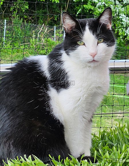 Filou — Hauskatze ♂, Vermisst seit 14.07.2025, Langenbruck (BL)
