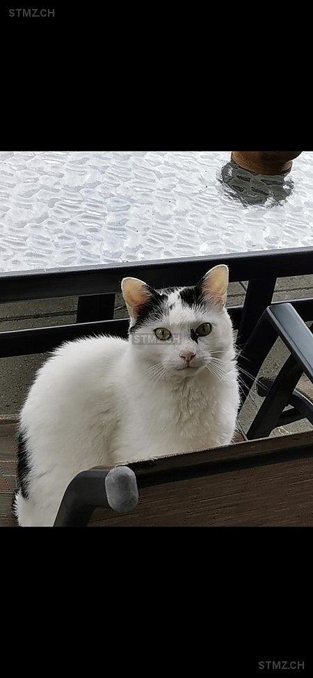 Kyubi — Hauskatze ♂, Vermisst seit 28.05.2025, Préverenges (VD)