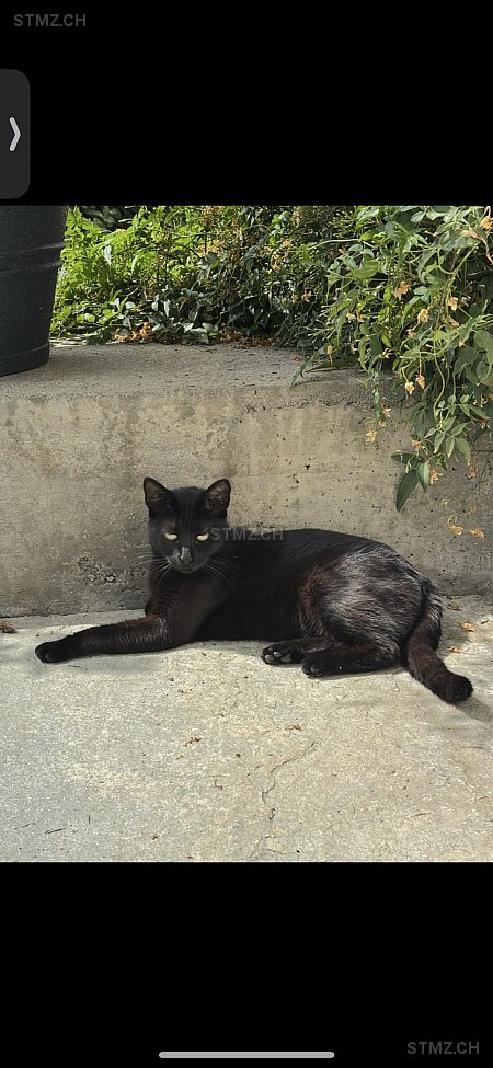 Daisy — Hauskatze ♀, Vermisst seit 30.07.2025, Walchwil (ZG)