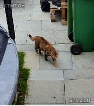 Laila — Hauskatze ♀, Vermisst seit 10.06.2025, Goldach (SG)