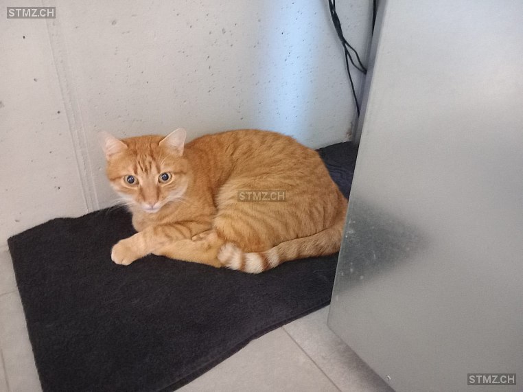 Guapo — Hauskatze ♂, Vermisst seit 27.07.2025, Arni AG (AG)