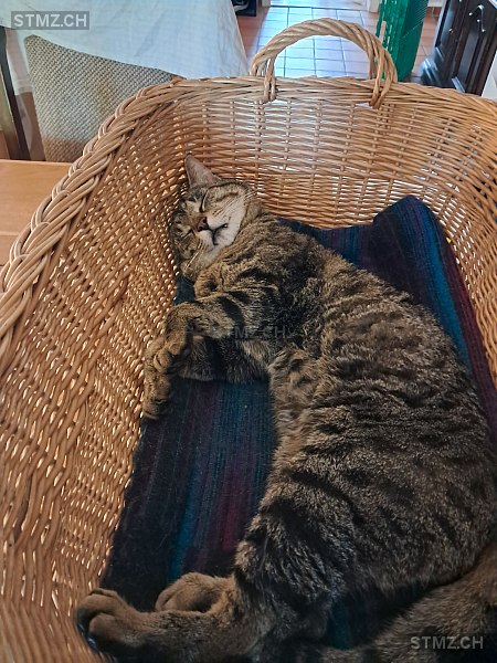 Ravi — Hauskatze ♂, Vermisst seit 26.06.2025, Roggwil BE (BE)