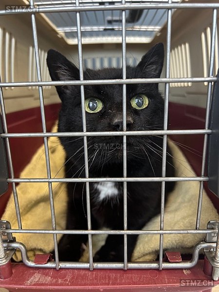 Poppy — Hauskatze ♀, Vermisst seit 07.07.2025, Puidoux (VD)