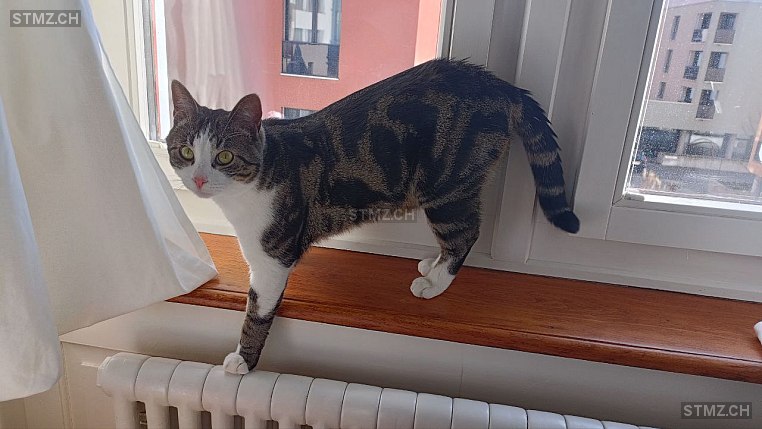 Mephisto — Hauskatze ♂, Vermisst seit 22.07.2025, Häggenschwil (SG)