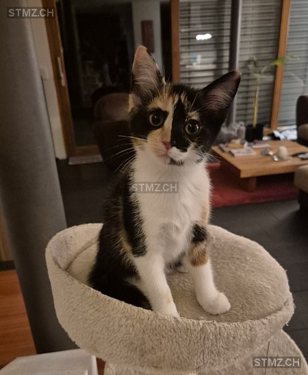 Juna — Hauskatze ♀, Vermisst seit 02.08.2025, Muntelier (FR)