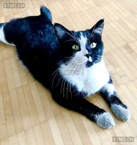 Spike — Hauskatze ♂, Vermisst seit 02.08.2025, Tagelswangen (ZH)