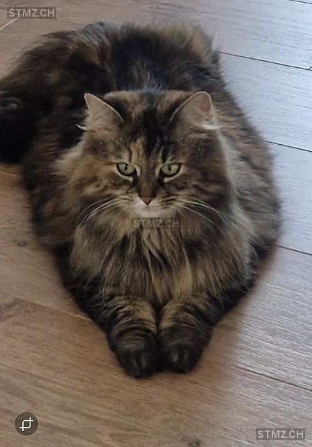 Lara — Maine Coon ♀, Vermisst seit 31.07.2025, Port (BE)