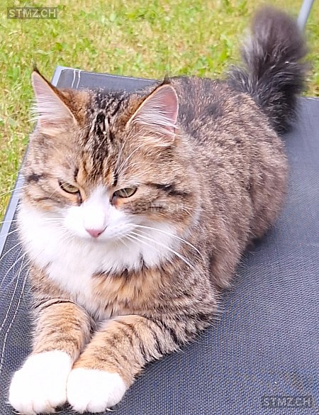 TIEGERLI — Hauskatze ♂, Vermisst seit 27.07.2025, Märwil (TG)