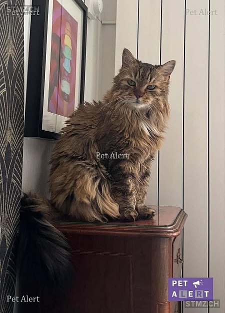 KENZO — Norwegische Waldkatze ♂, Vermisst seit 02.07.2025, Lausanne (VD)