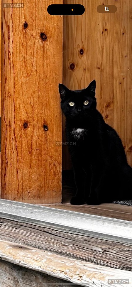 réglisse — Hauskatze ♀, Missing since 20.07.2025, Champex-Lac (VS)
