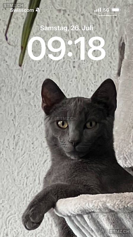 Rocky — Hauskatze ♂, Vermisst seit 23.06.2025, Watt (ZH)
