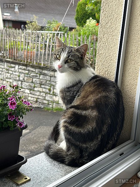 Filou — Hauskatze ♂, Vermisst seit 30.07.2025, Aeschlen ob Gunten (BE)