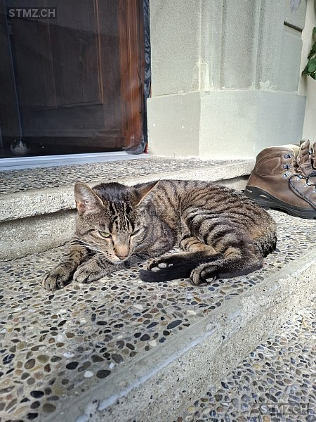 Max — Hauskatze ♂, Vermisst seit 03.08.2025, Hindelbank (BE)