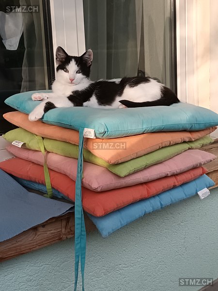 Minka — Hauskatze ♀, Vermisst seit 31.07.2025, Langnau am Albis (ZH)