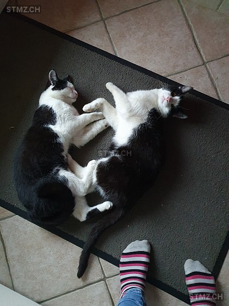 Simba — Hauskatze ♂, Vermisst seit 29.07.2025, Erlinsbach SO (SO)