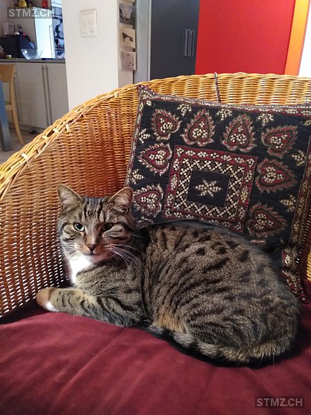 Marcello — Hauskatze ♂, Vermisst seit 31.07.2025, Hedingen (ZH)